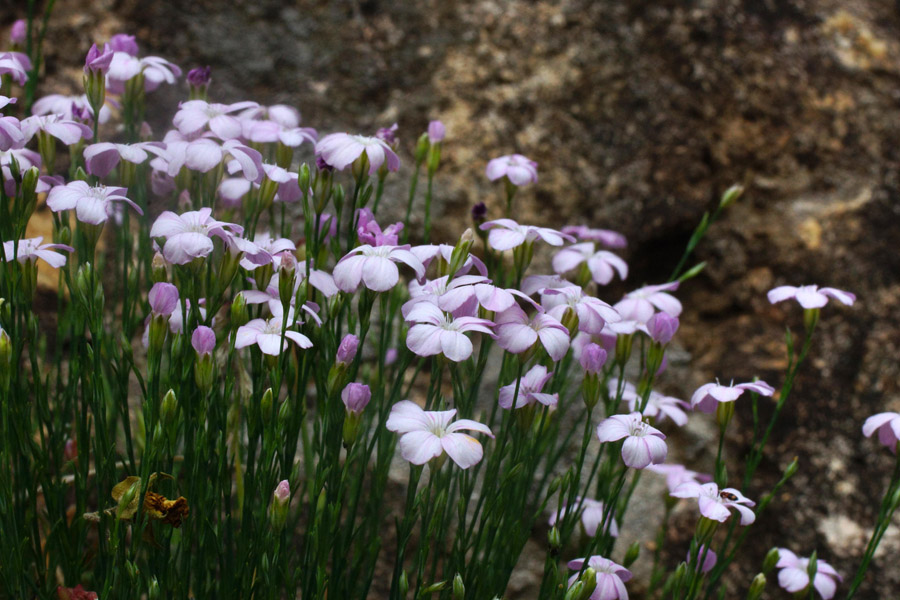 Petrorhagia saxifraga / Garofanina spaccasassi